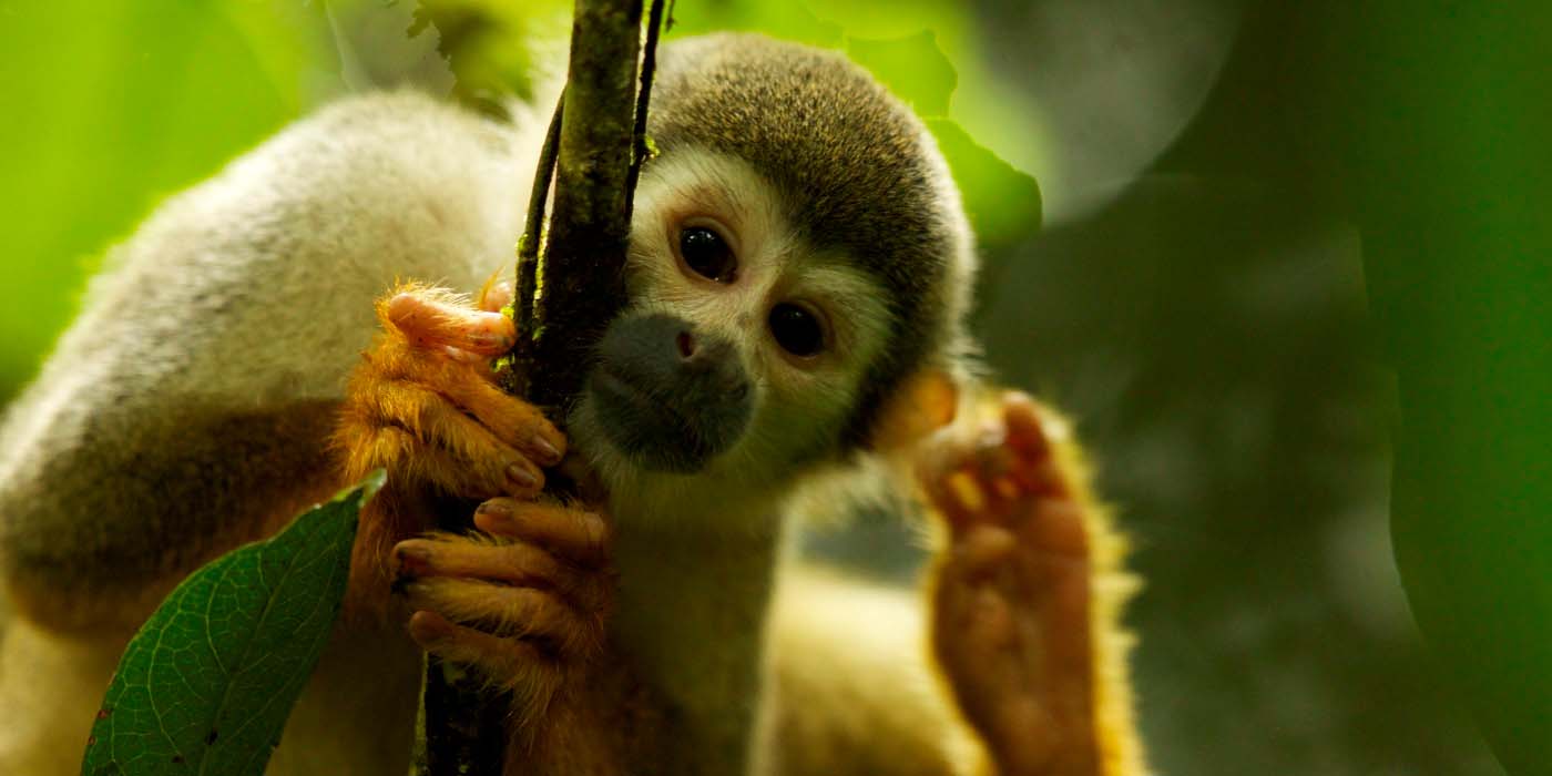 A squirrel monkey clings to the branch of a tree.